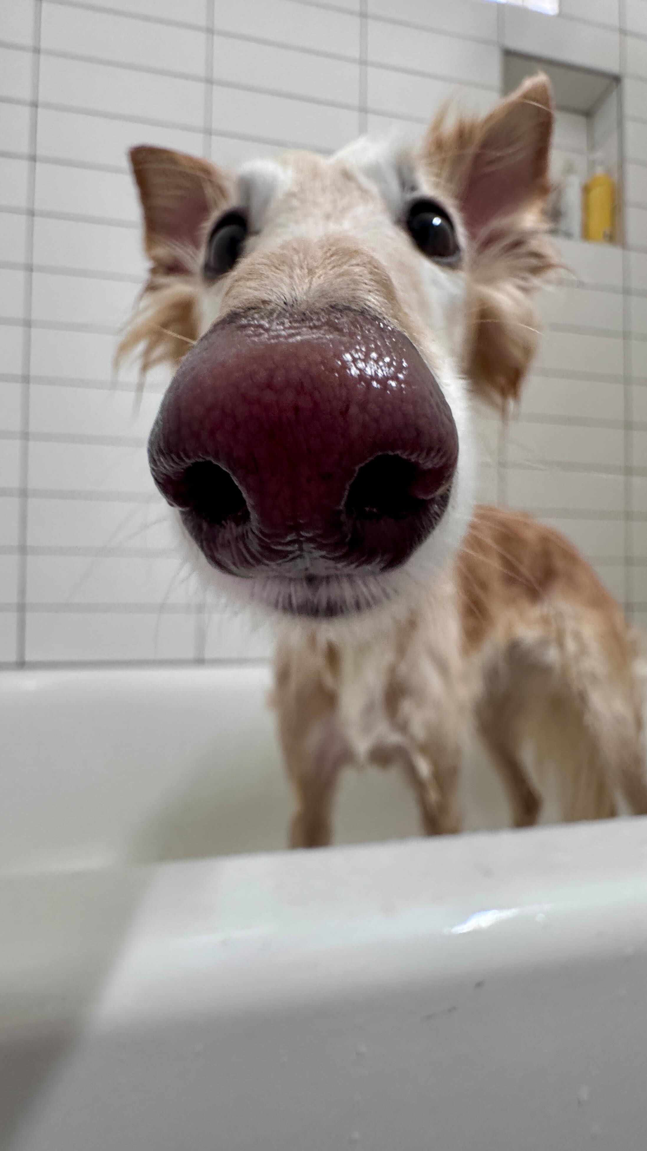 Instagram post by @cleolonglegs for Earth Rated. Caption reads: fast dogs need fast baths @earthrated can help 🫧....
