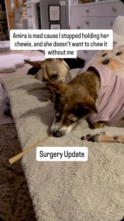 Instagram post by @amira.amiracle for The Dodo. Caption reads: THIS is the definition of Princess Problems!....