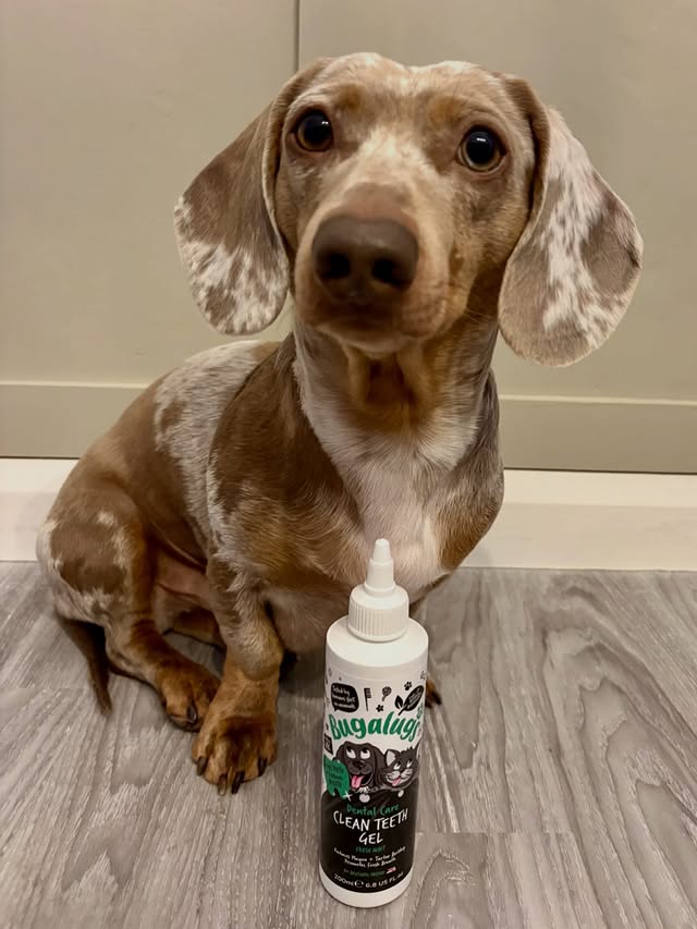 Instagram post by @milo_theminiature_dachshund for Bugalugs Pet Care. Caption reads: [...] 𝗕𝗲𝗻𝗲𝗳𝗶𝘁𝘀 𝗼𝗳 𝘂𝘀𝗶𝗻𝗴....