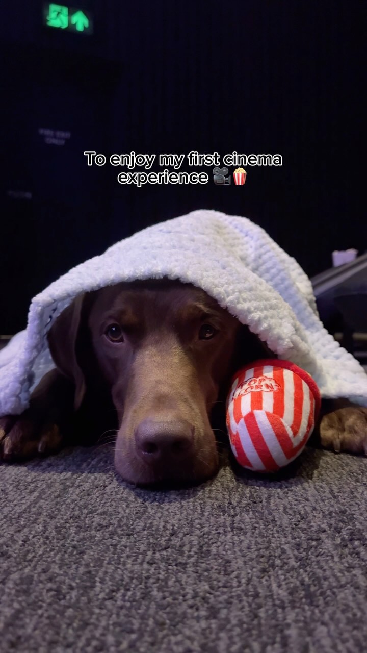 Instagram post by @hectorthechocolabo for Butcher's Dog Food. Caption reads: Hector’s ✨FIRST✨ever cinema trip 🎥🍿

AD/ We were....