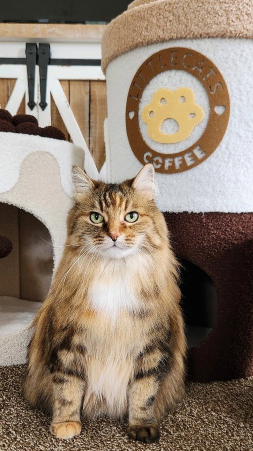 Instagram post by @chey_muterwilliams for Happy & Polly. Caption reads: Say Hello To Our Sweet Cake Series! The Cutest....