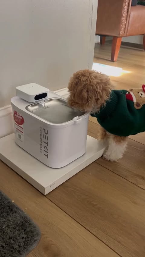 Instagram post by @amerikadakimerakli for Petkit. Caption reads: Just fresh, flowing water all day long.
Petkit....