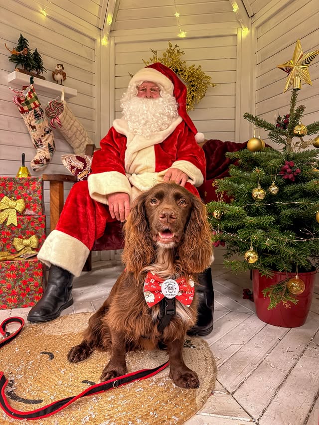 Instagram post by @herbie.werbie for Frankys Bowtique. Caption reads: [...] was very impressed with my bow from....