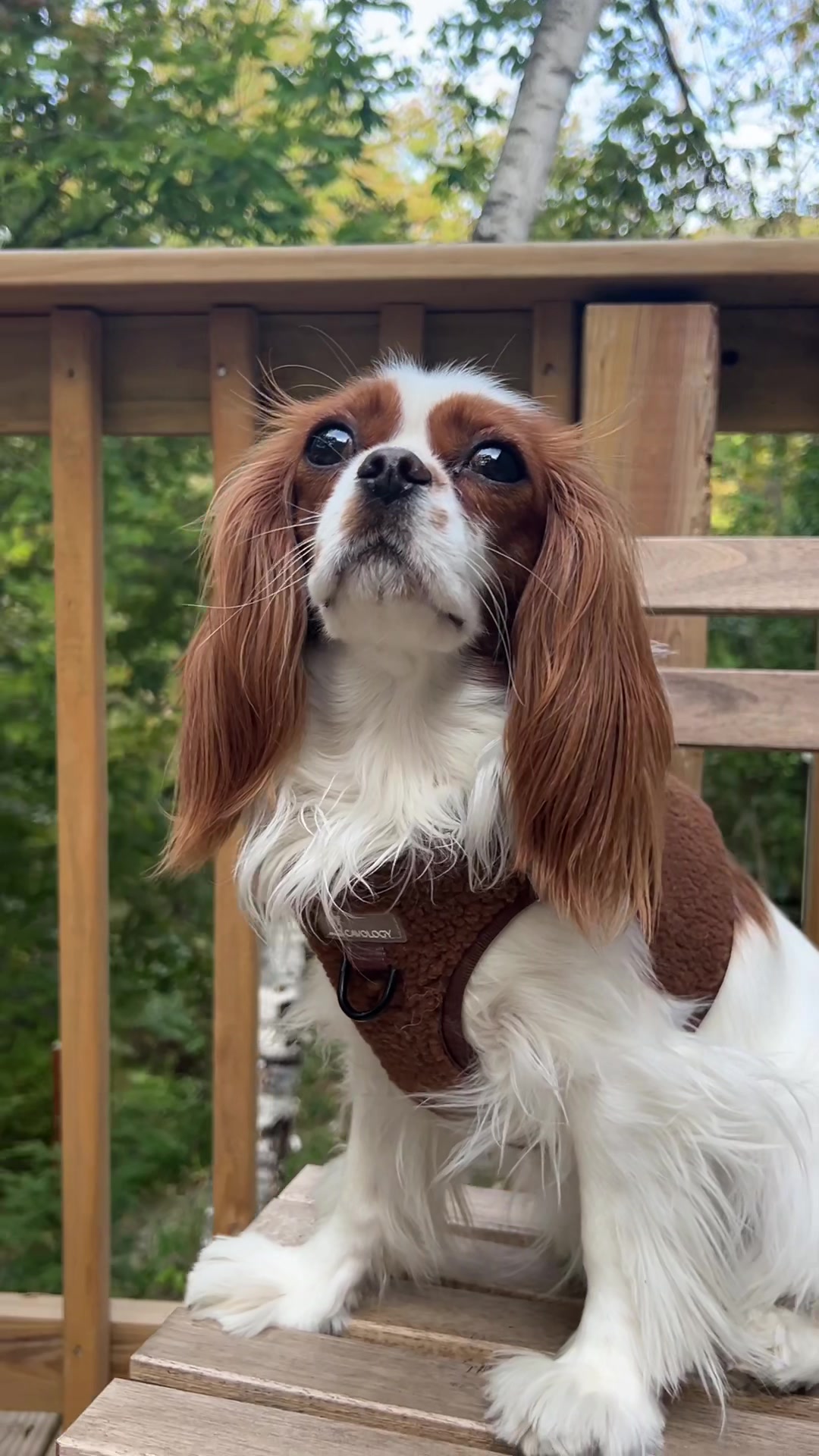 TikTok post by @pippathecav for Cavology. Caption reads: Some of our faves from @CAVOLOGY | dog....