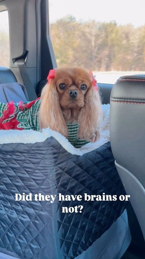 Instagram post by @ladyemmaofashburn for Snoozer Pet Products. Caption reads: When Emma learned poor Rudolph was made fun of and....