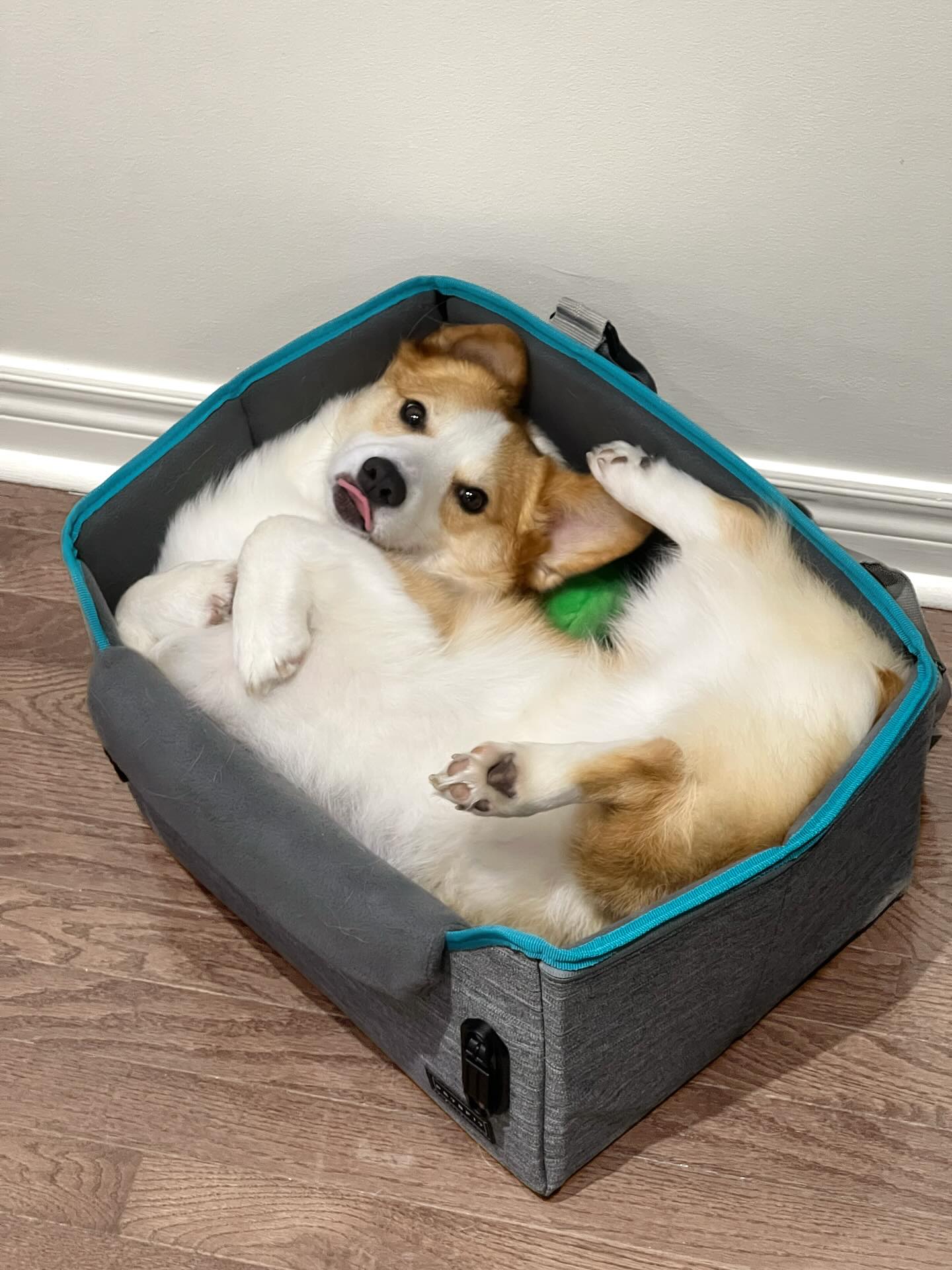 Instagram post by @corgi.kobi for Petsfit. Caption reads: Coffee run? Grocery trip? Doesn’t matter… I packed....