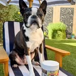 Instagram post by @telula_the_boston for Bernie's Best. Caption reads: [...] that we like. 💛💜🐾 #iwanttosparkle....