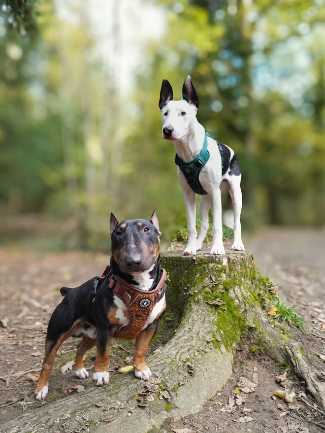 Instagram post by @kennyxralphy for Bailey and Coco. Caption reads: [...] to get Kenny back in Teddy Bear....