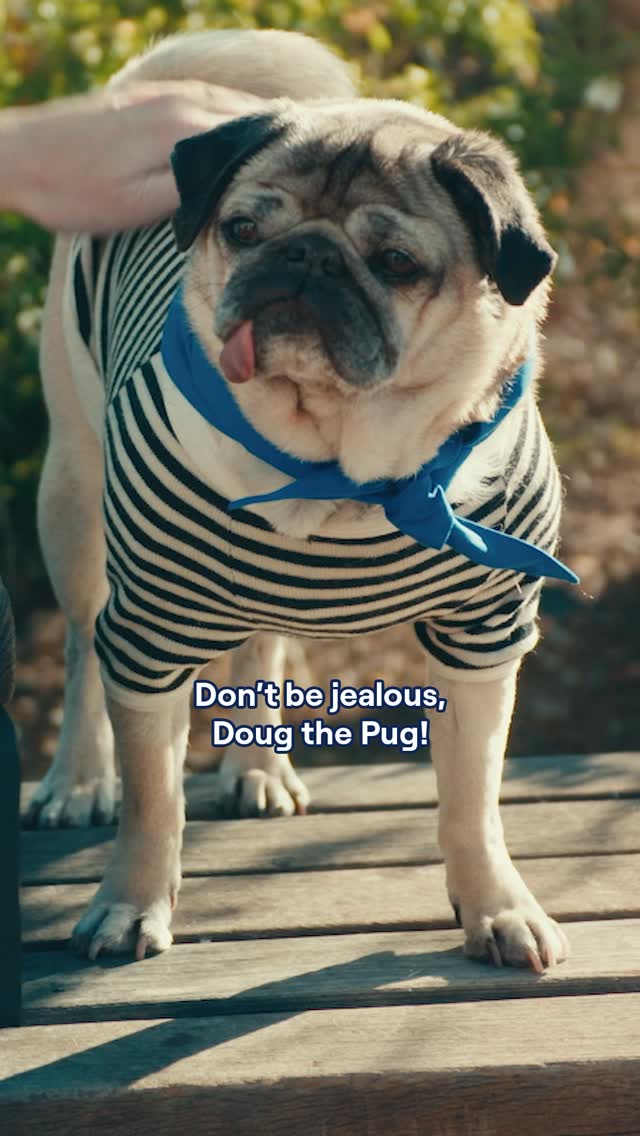 Instagram post by @itsdougthepug for Geico. Caption reads: “I got to team up with GEICO for something I love....