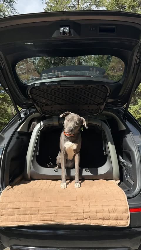 Instagram post by @avemarin_ for Tavo Pets. Caption reads: [...] the new Everett Pet Cargo Crate from....