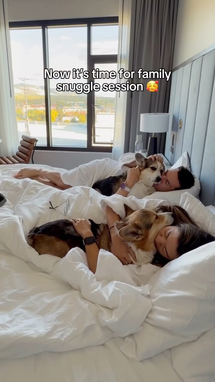 Instagram post by @bradythecorgi for HotelTonight. Caption reads: #ad We took a day trip to beautiful Boulder,....