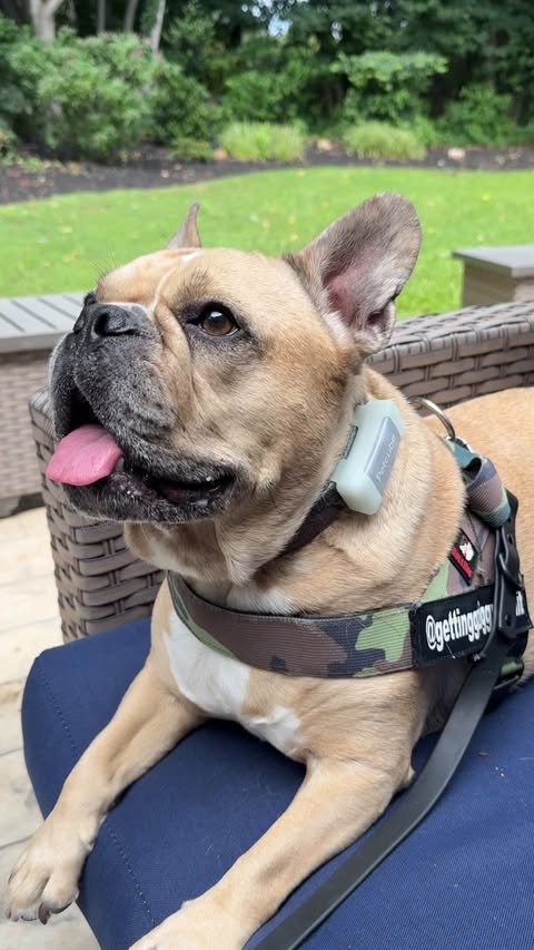 Instagram post by @gettinggziggywithit for Petcube. Caption reads: [...] that can help. That’s how I found @petcube.....