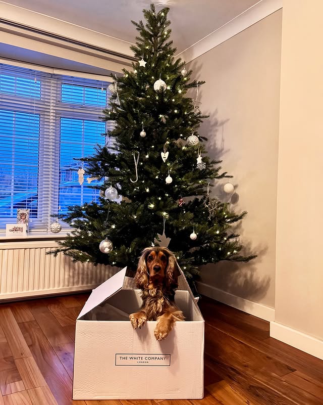 Instagram post by @shoutout2myrex for The White Company. Caption reads: [...] this year… 🐶 #mywhitecompany

🎄 -....