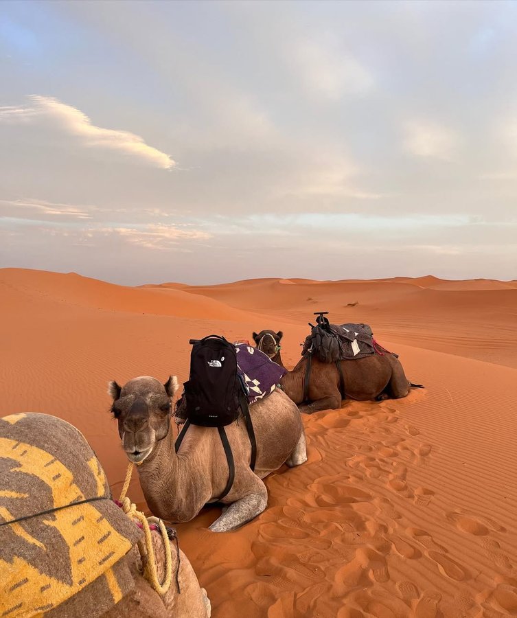 Instagram post by @aleexvaal for Trendhim. Caption reads: always bejeweled with @trendhim link in....