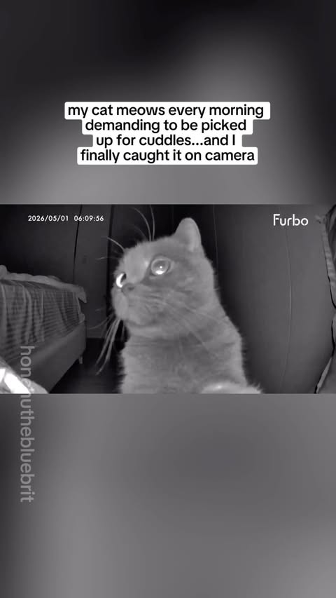 Instagram post by @honchuthebluebrit for Furbo. Caption reads: [...] on camera 🥹 Since setting up the....