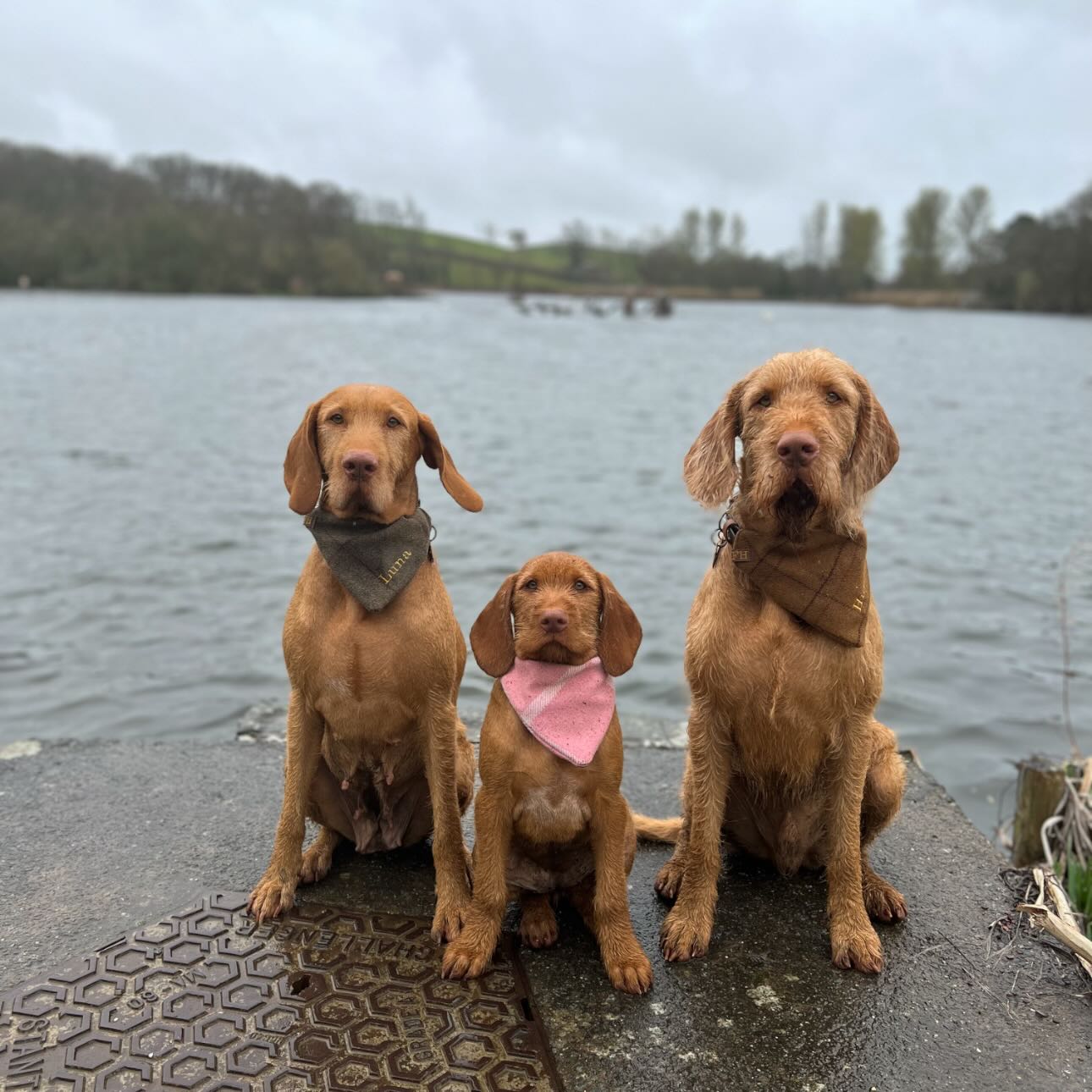 Instagram post by @my_wirehairedvizsla_tribe for Pooch and Mutt. Caption reads: Sometimes on those hard days having memories pop....