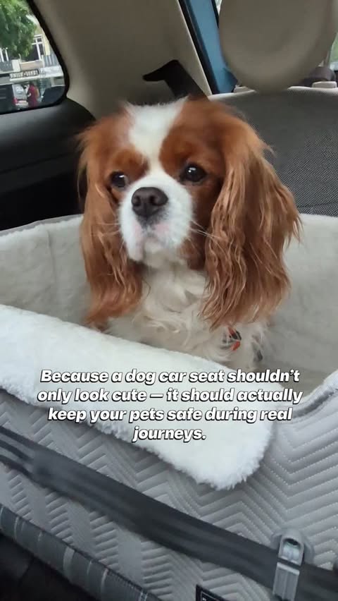 Instagram post by @loempieta_gracie_thecavaliers for Petsfit. Caption reads: Paid partnership with @petsfit.us 🚗💛 Safety....