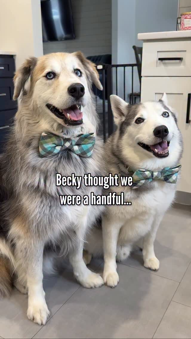 Instagram post by @halfhuskybros for Zoetis Petcare. Caption reads: [...] officially runs out of storage. 🤯....