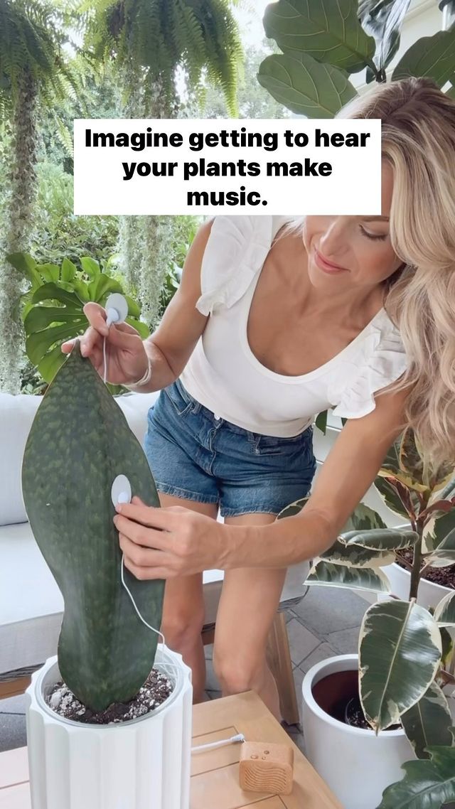 Instagram post by @fancyplantsclub for PlantWave. Caption reads: [...] making music! 😯🪴🎵

Turning my @PlantWave....