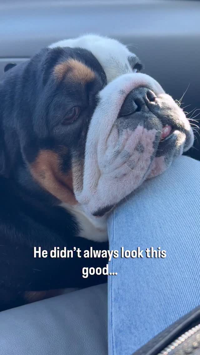 Instagram post by @bigchunkymonkey for Darwin's Natural Pet Products. Caption reads: Nothing was helping his skin, until we changed....