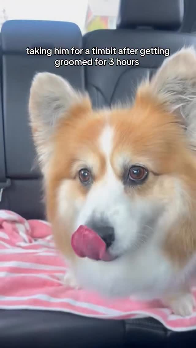 Instagram post by @hudsonthefluffycorgi for Tim Hortons. Caption reads: A well deserved reward ✨🤌.