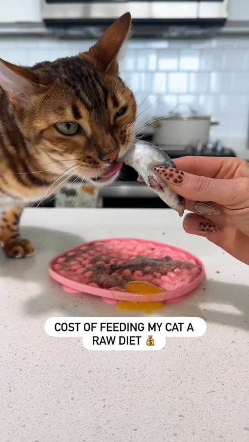 Instagram post by @firstclassbengals for BIG COUNTRY RAW. Caption reads: How much do you spend monthly on your cat’s food?....