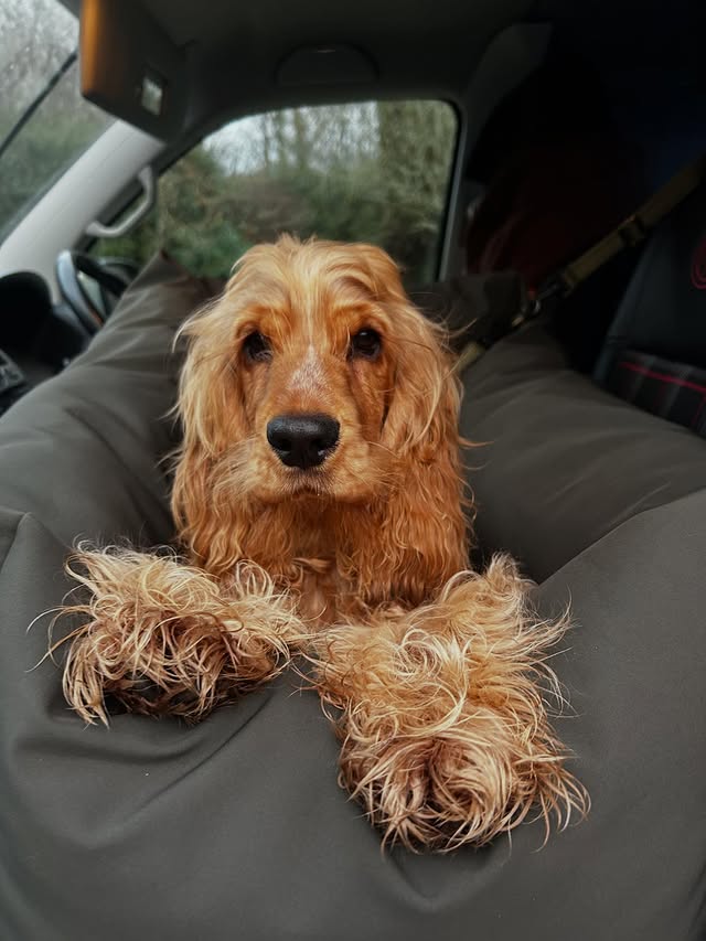 Instagram post by @being_beanie_bean for Hugo and Ted. Caption reads: [...] Check out my new travel bed from @hugoandted....