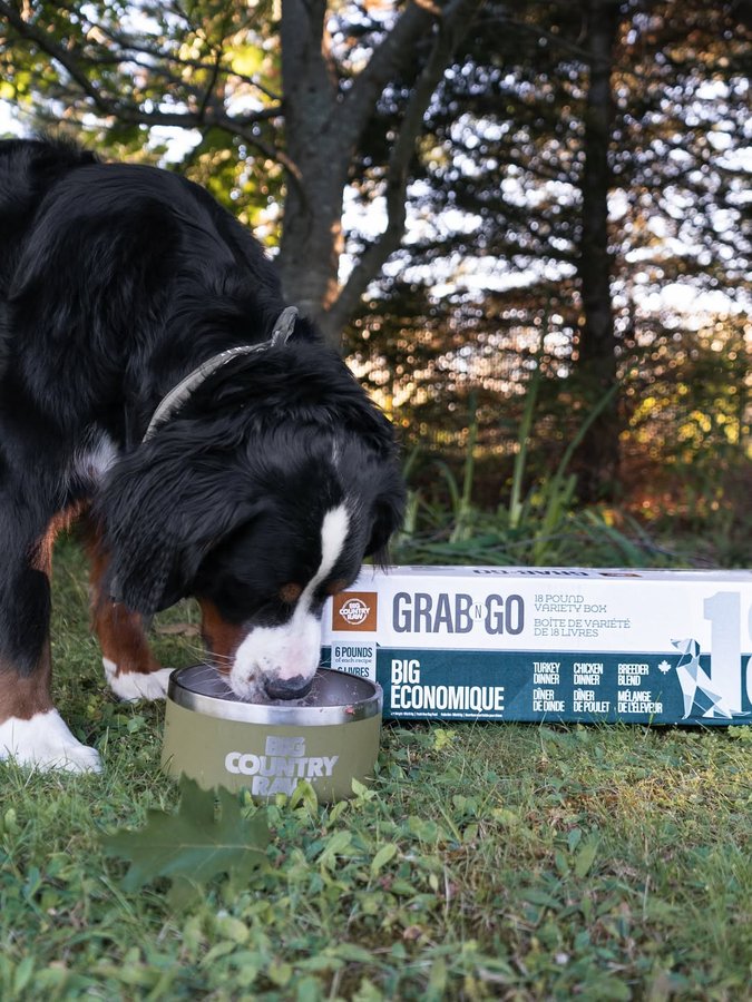 Instagram post by @hoteldogbenny for BIG COUNTRY RAW. Caption reads: Benny has been loving life on 60 acres as a....