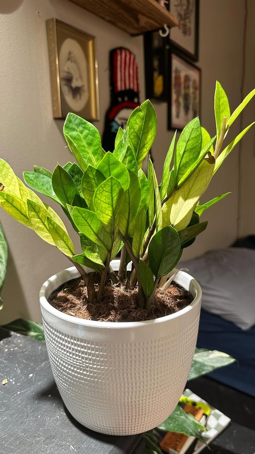 Instagram post by @plantthoughtsandpots for Costa Farms. Caption reads: ✨New favorite easy care plant alert✨

I love the....