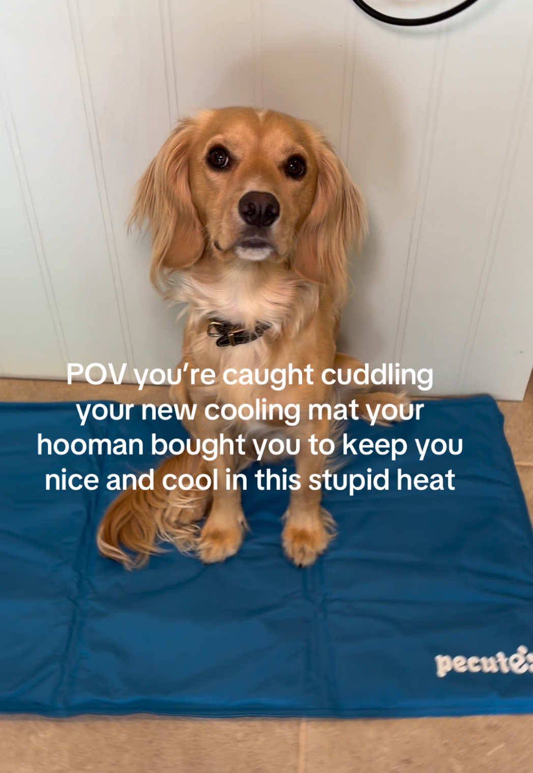 TikTok post by @viral_tok_shop for Pecute. Caption reads: [...] with the cooling gel inside thank you....