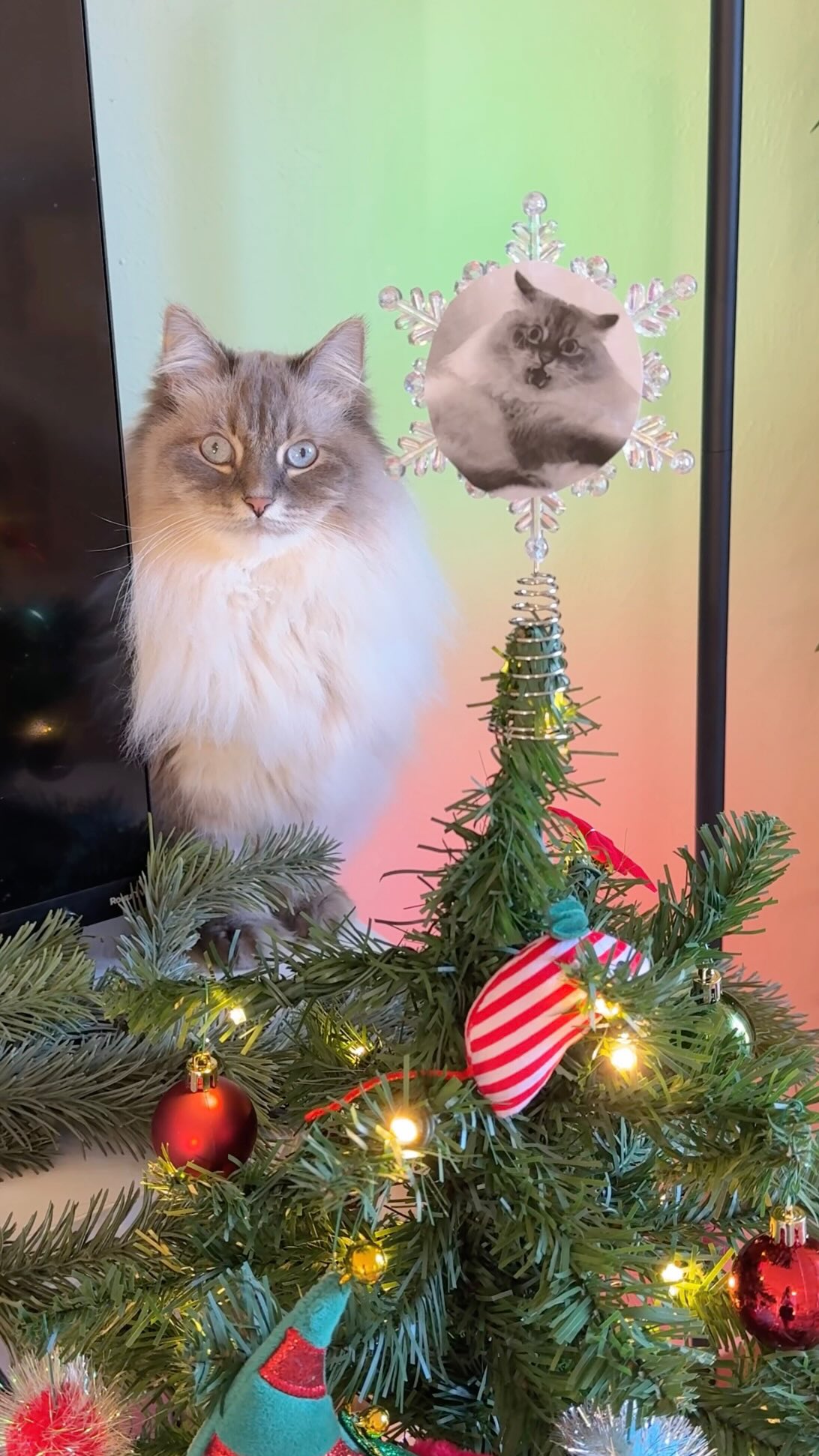Instagram post by @nimbus_siberian for PetSmart. Caption reads: Now the question is… will he leave our real tree....