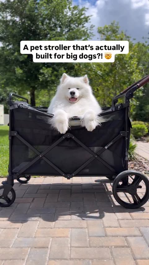 Instagram post by @datathesamoyed for WonderFold. Caption reads: [...] always feel like it 🙄 Use DATA10 at....