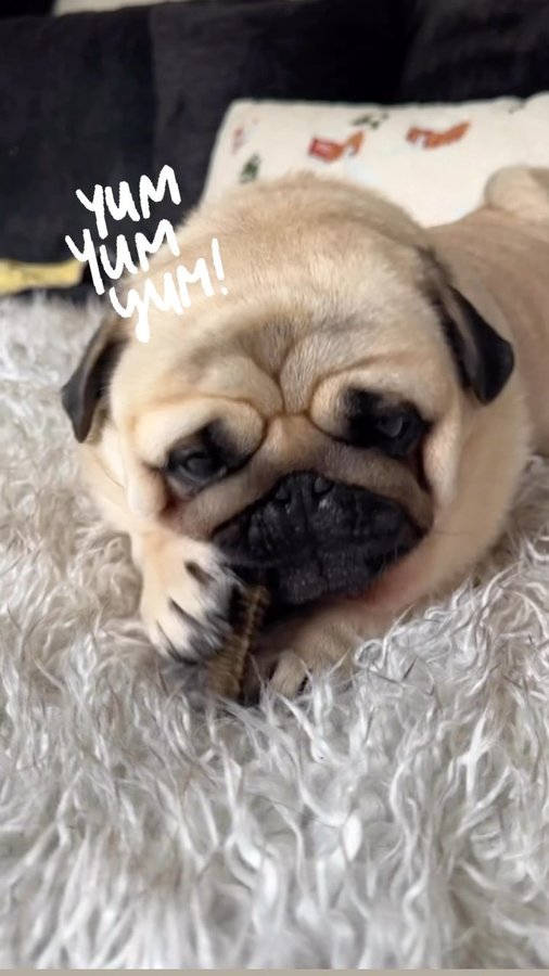 Instagram post by @noodles.pug.casanova for Bernie's Best. Caption reads: “Your teeth deserve the best!” 🦷❤️
.
Thank you to....