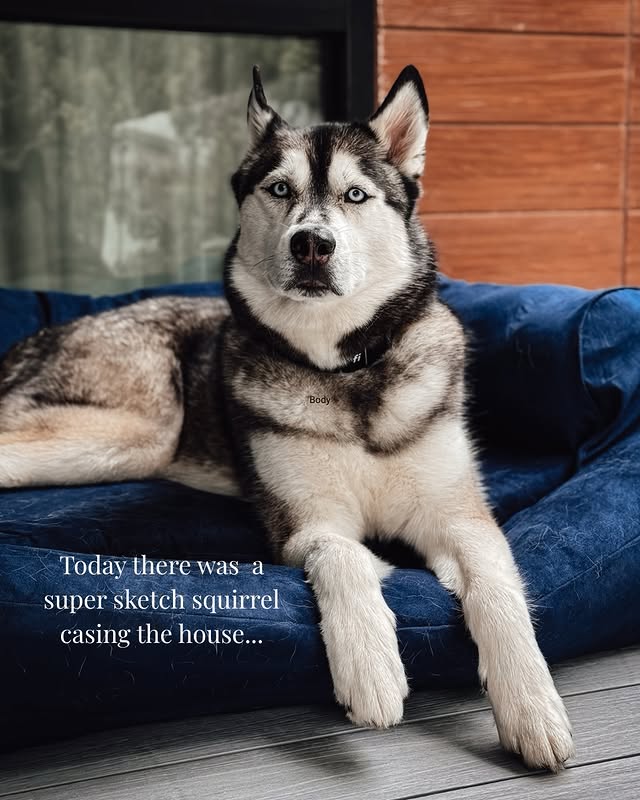 Instagram post by @huskytalesandtrails for Snoozer Pet Products. Caption reads: What did she expect? 🤨 Luxury sleeper sofa shown....