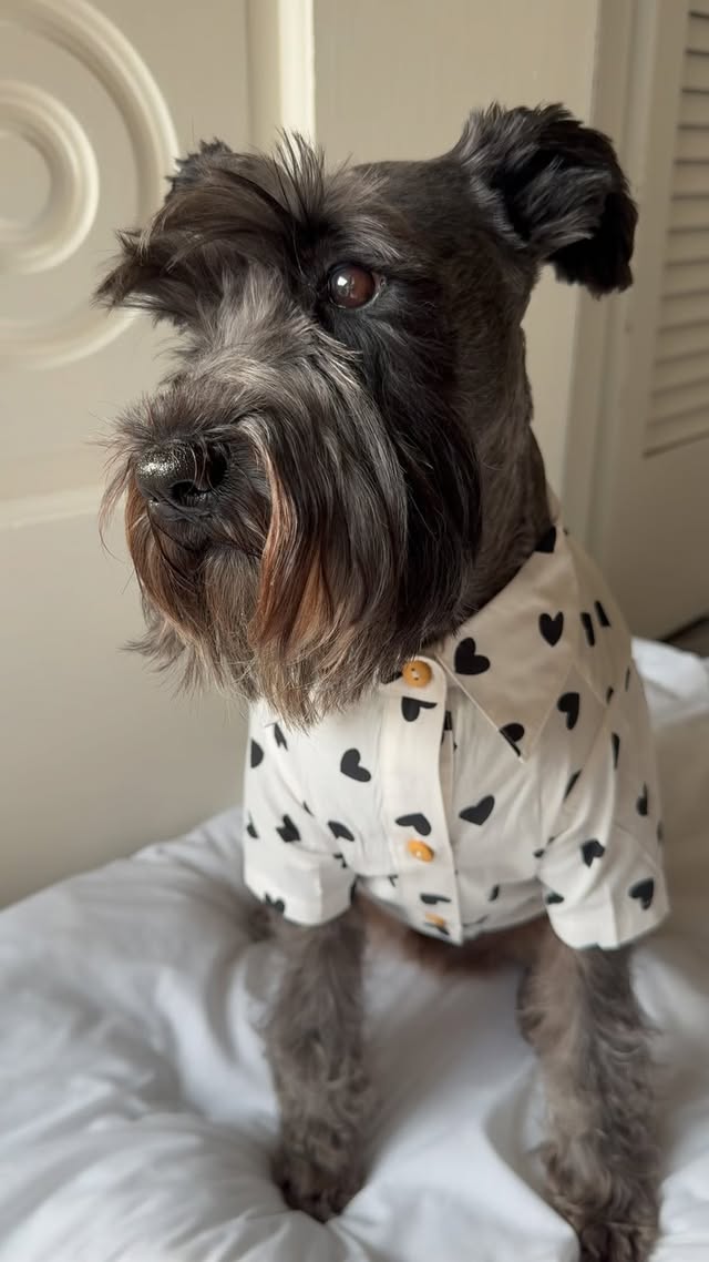 Instagram post by @myschnauzercharlie for Furb. Caption reads: [...] #dogreels #explore #explorepage✨ #usa....