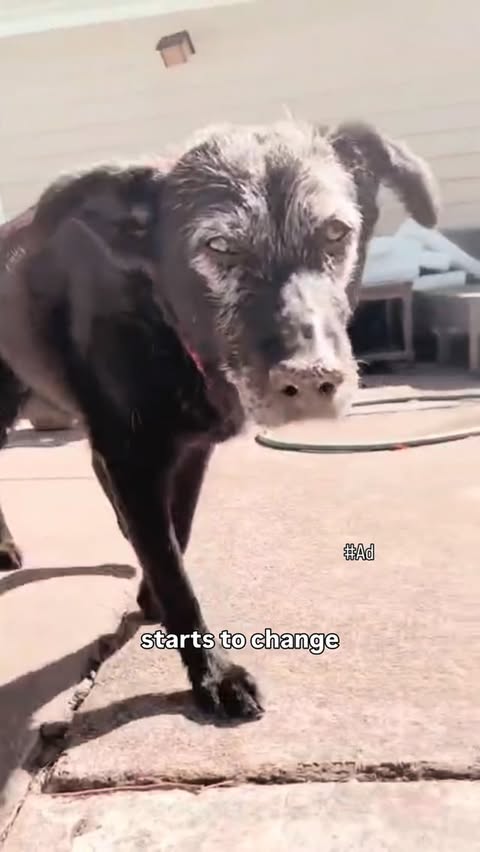 Instagram post by @seniordogdoc for Hill's Pet Nutrition. Caption reads: #Ad #HillsPartner One of the most overlooked parts....