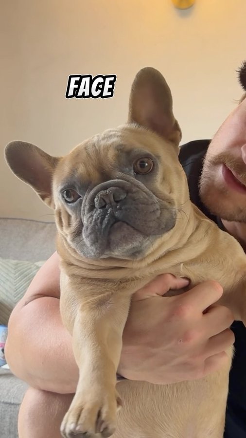 Instagram post by @tj.the.frenchie for Squishface. Caption reads: 🧼 How we keep TJs face clean 🧼 

🐶 Having a....