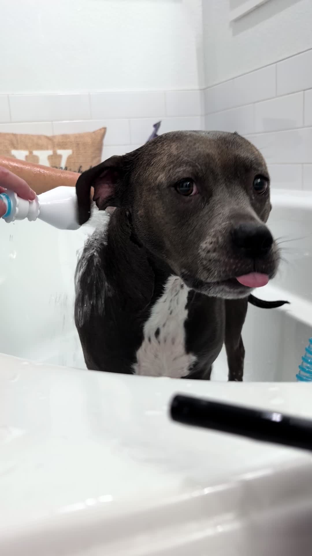 TikTok post by @pitbullfrenchiemom for Rinseroo. Caption reads: [...] product makes bath time so much....