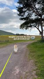 Instagram post by @cooperthewhitewolf for TentBox. Caption reads: Sometimes you just have to take the risk 🫶🏻....