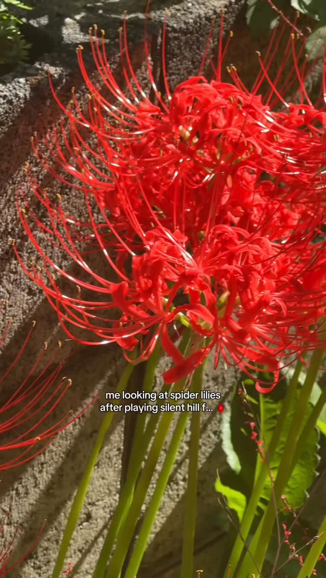 Instagram post by @ghoul.in.japan for Konami. Caption reads: i don’t know where they came from… 🩸🥀🙈 also....