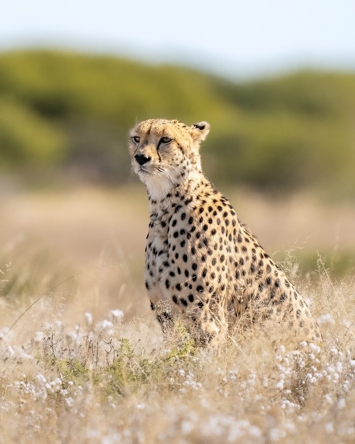 Instagram post by @alex_mclean_wildlife for Sony Alpha. Caption reads: The desert bursting into life after the rains.....