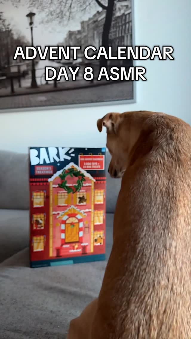 Instagram post by @tortelliniandalfredo for BarkBox. Caption reads: Sandra is a little bit over these apple flavored....