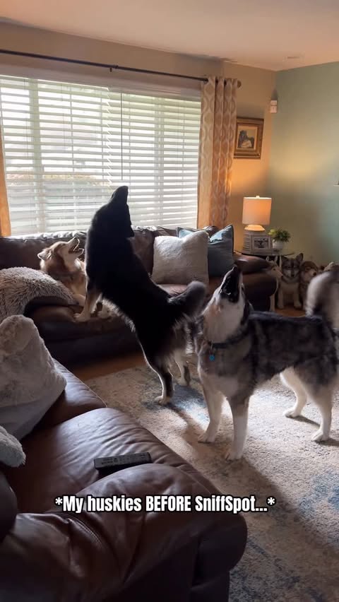 Instagram post by @tikanni.kita.n.tehya.3.sibes for Sniffspot. Caption reads: [...] but when I do it’s always AFTER a SniffSpot....