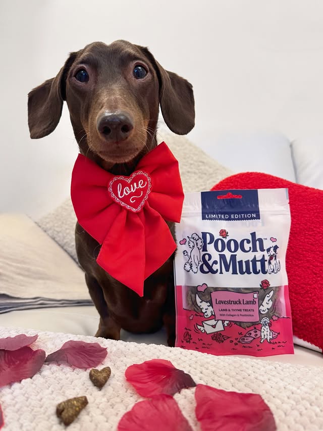 Instagram post by @frankie_dachshund03 for Pooch and Mutt. Caption reads: [...] discount with code POOCHPACK-8JZS....