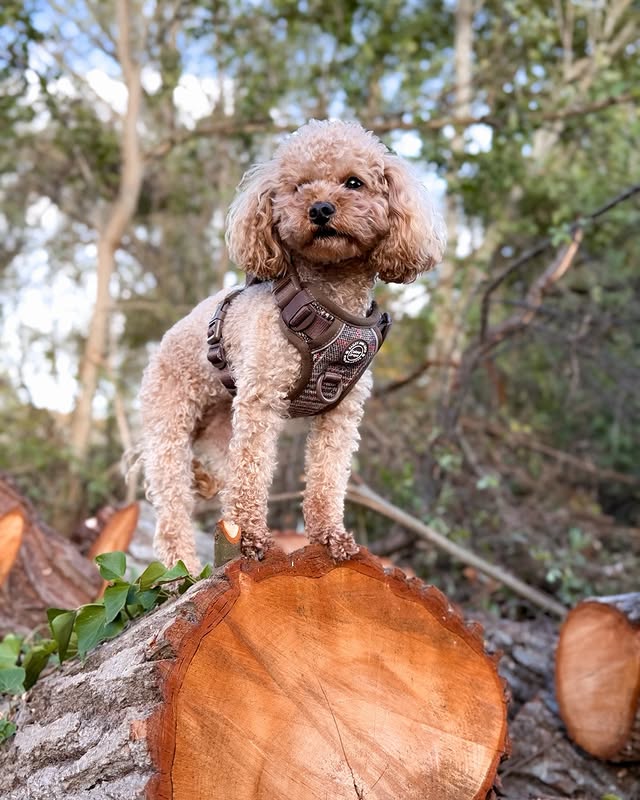Instagram post by @rubyrooandpearltoo for Bailey and Coco. Caption reads: Looking out for the weekend 👀 

It’s been a long....