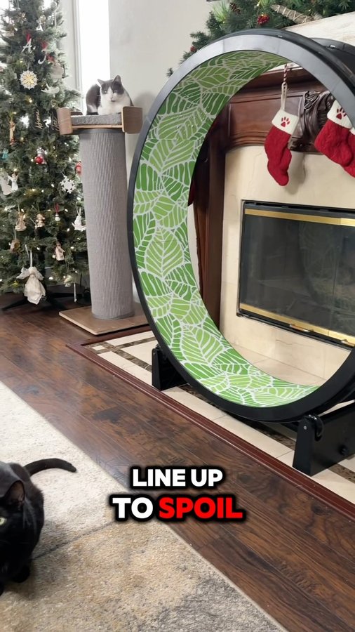 Instagram post by @thetwocrazycatladies for One Fast Cat. Caption reads: [...] our bio link! 

#catmas #spoiledcats....