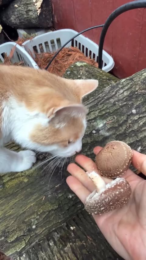 Instagram post by @fascinatedbyfungi for North Spore. Caption reads: [...] to some rockin’ plug spawn I got from....