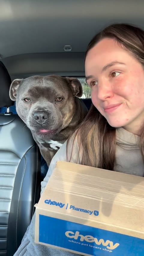 Instagram post by @enzothebluestaffordshire for Chewy. Caption reads: [...] to the vet is only half the battle 🐕💊....