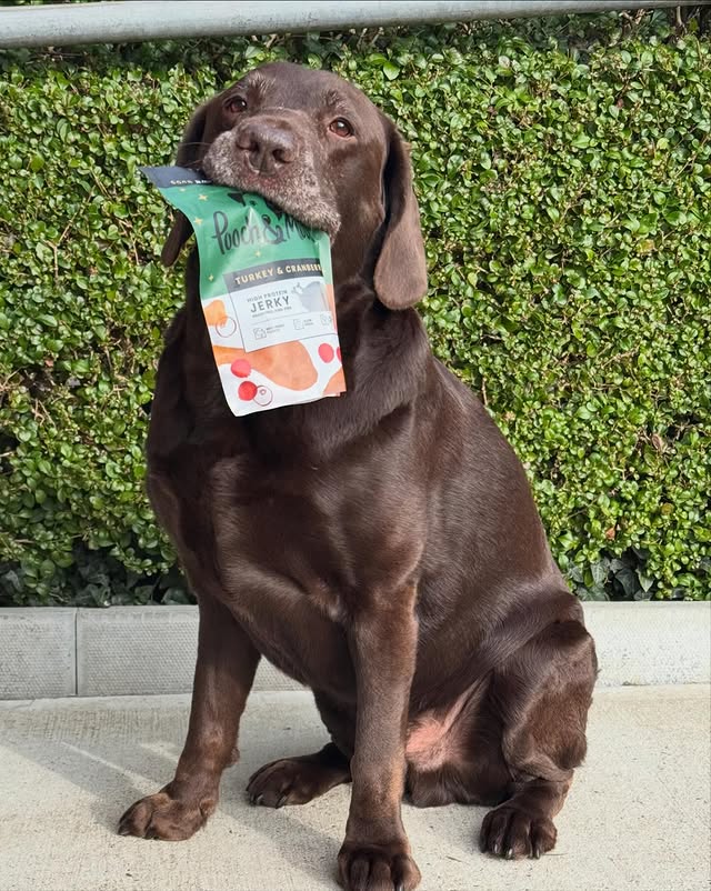 Instagram post by @assistancedogalfie for Pooch and Mutt. Caption reads: 💫 SALE SUNDAY 💫 
Why not treat yourself to some....