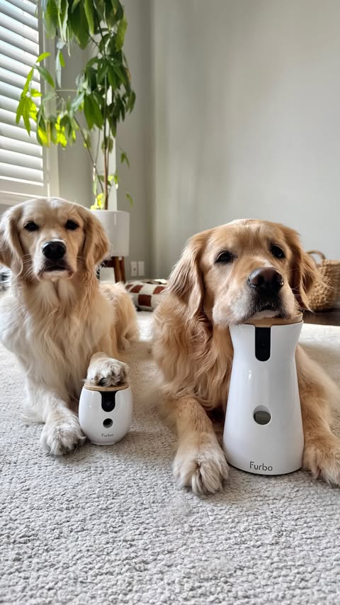 Instagram post by @daisythegoldiee for Furbo. Caption reads: The best Nanny we can ask for 🥺 @furbopetcamera....